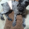 M・シュナウザーの男の子、里親さん募集中 サムネイル2