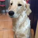 ゴールデンレトリバー  七か月  女の子