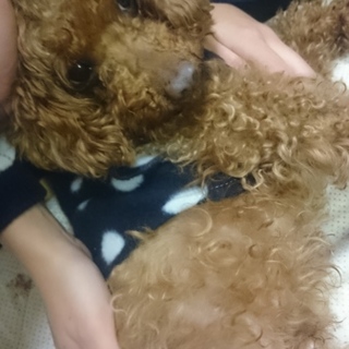 トイプードル里親募集