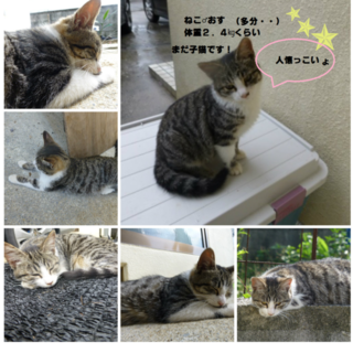 里親募集♪甘えん坊の可愛いキジトラ白♂２．４㎏