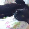 人がだあい好き！　黒猫「ツバサ」生後約１年