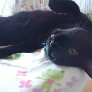 人がだあい好き！　黒猫「ツバサ」生後約１年