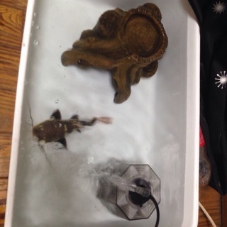 レッドテールキャット