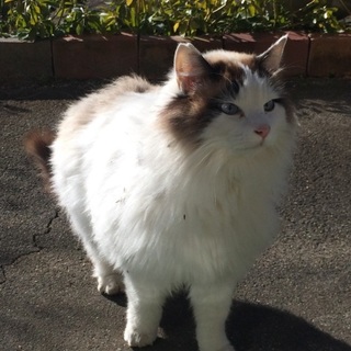 お蔭様で里親様決定しました。　