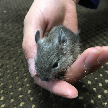 生後15日(^o^)すっかりミニデグーになりました
