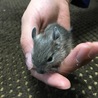 生後15日(^o^)すっかりミニデグーになりました