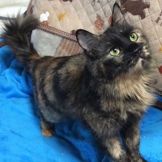 ふわふわ長毛で、猫好きで甘えん坊の美猫エリー♪