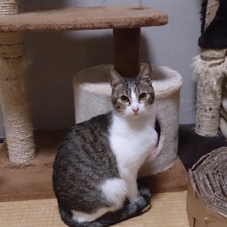 可愛いキジシロちゃん