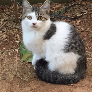 人間も猫も大好き♬穏和なサバシロ