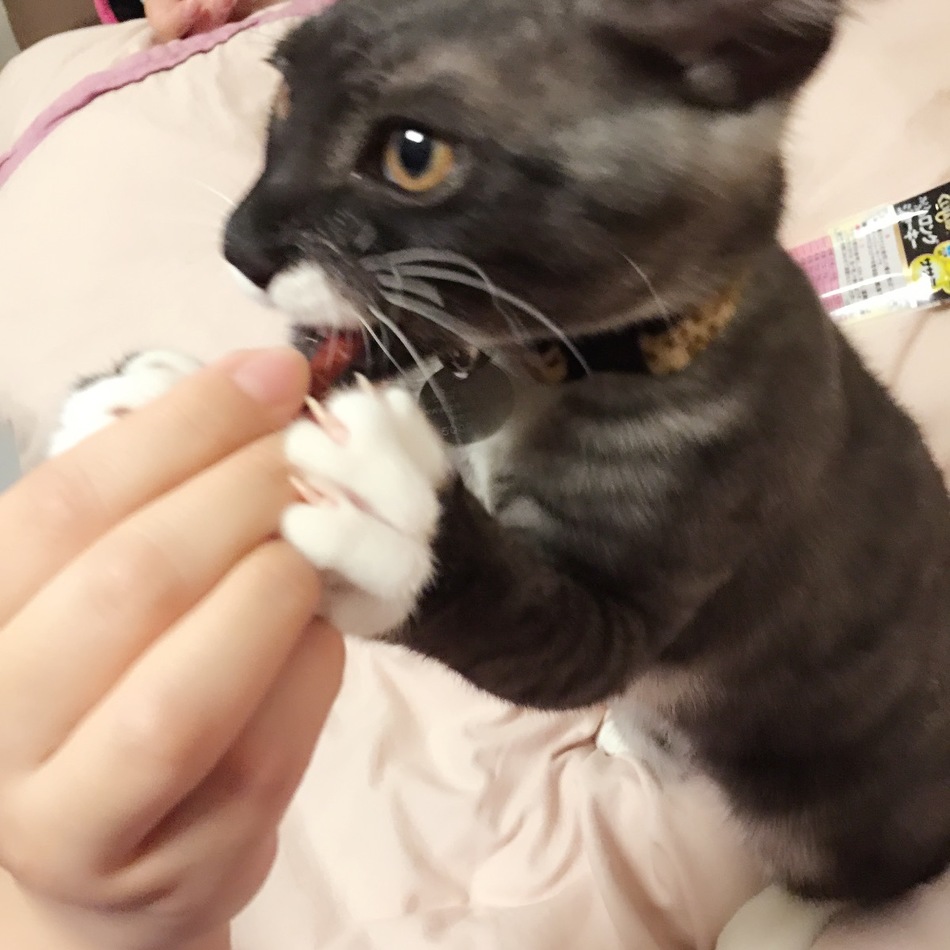 エンのカバー写真