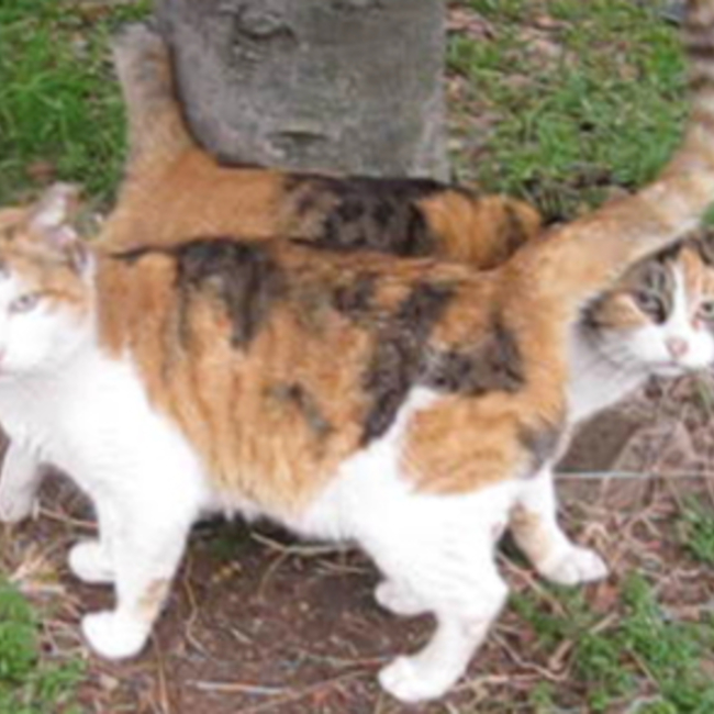 Hans Wegnerのカバー写真