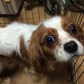 里親決定。ありがとうございました。