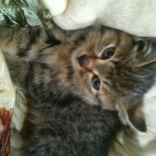 野良猫（治療中）の保護検討お願いします