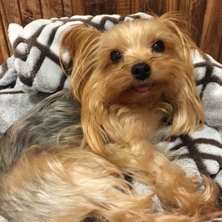 ありがとうございました。素敵なお家が見つかりました