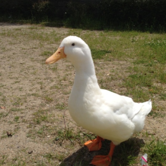 シンカワるんのカバー写真