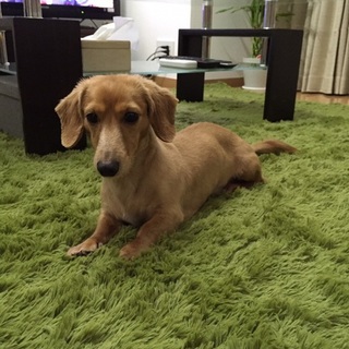 人懐っこいカニヘンダックス