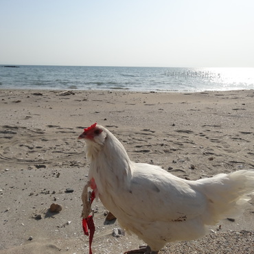 あたし泳げるのよ・・・