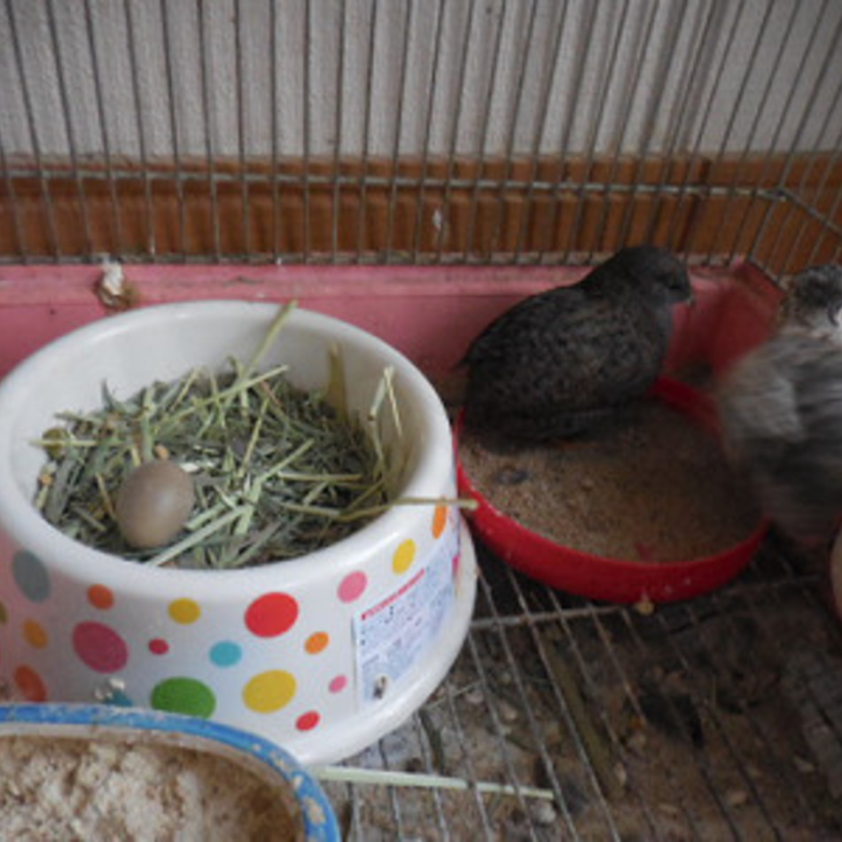 しろちゃん　くろちゃんのカバー写真