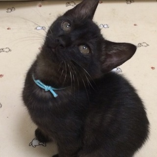 おっとり優しい黒猫男子の「ふゆ君」です。