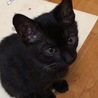 おっとり優しい黒猫男子の「ふゆ君」です。 サムネイル2
