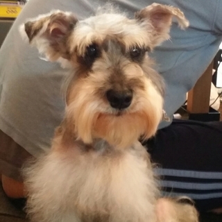 Mシュナ持病持ちの子お願いします