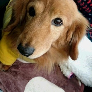 この子の家族になってください…。