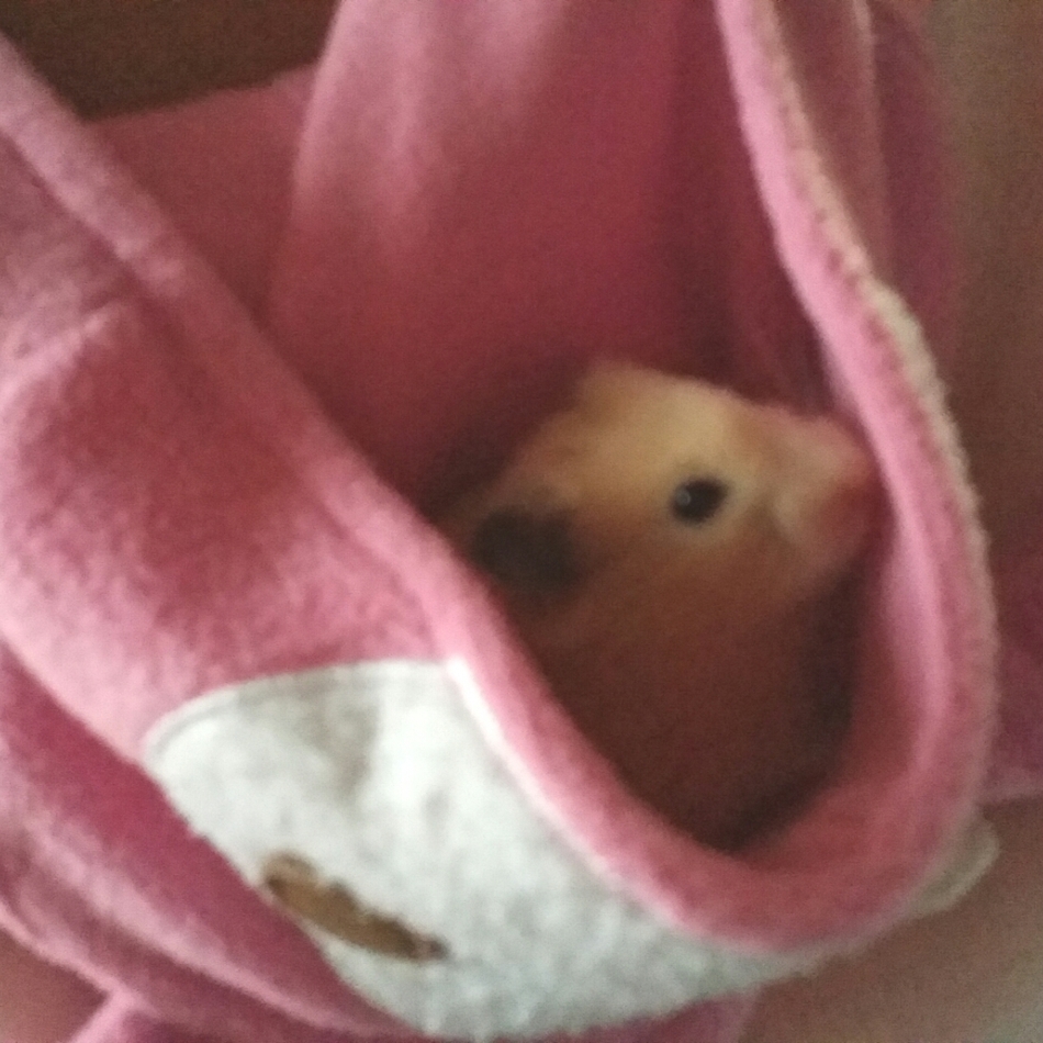 クマのカバー写真