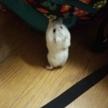 家族だったパールホワイトのナビ
