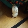家族だったパールホワイトのナビ
