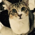 ＊尾長さば白の美猫“うずら(雌)”かわいいです＊