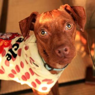 やんちゃなミニピンMIXのベン♂2〜4歳