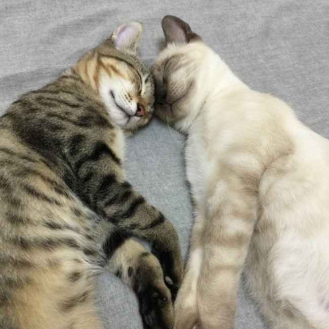 ヨシダさんのカバー写真