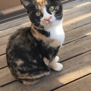 かわいいミケです！