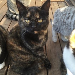 生後5ヶ月くらいの子猫です