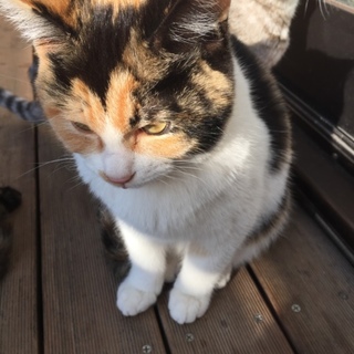 綺麗な三毛猫です