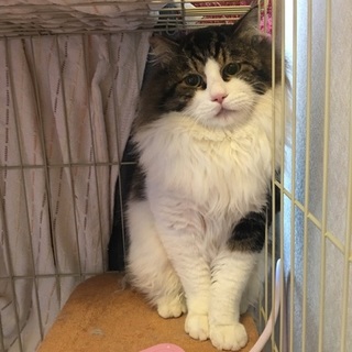 長毛の大きな男のコ