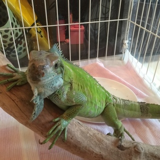 グリーンイグアナ 里親様 決まりました。