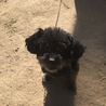 りんごのうさぎ