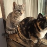美男猫❤️ サムネイル2