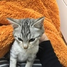 美男猫❤️ サムネイル3