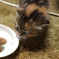 スコティッシュ生後 2ヶ月 