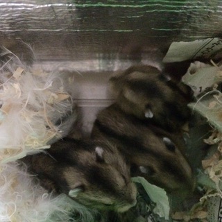 停止中  ジャンガリアンノーマルの子です(◡̈)