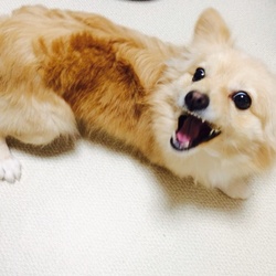 「今日のきなこ」サムネイル2