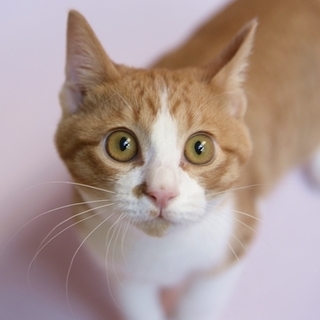 美ネコ　茶トラの本庄君　里親募集