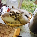 緊急募集です！