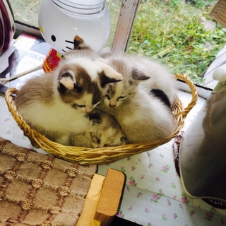 緊急募集です！