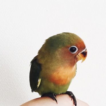 幼鳥時