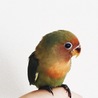 幼鳥時