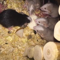 美貴（よしき）