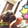 トイプー！甘えん坊の男の子です♪ サムネイル2